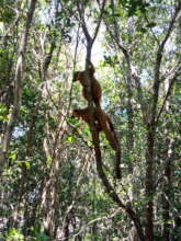 A pair of brown lemurs