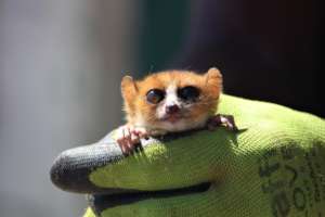 Anosy Mouse Lemur