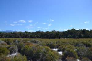 Invasive heather needing clearing before planting