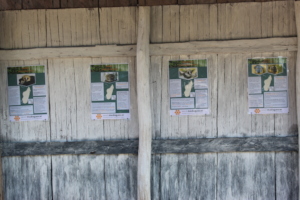 Posters of the four endangered lemur species
