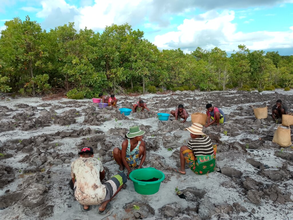 Sainte Luce community members planting seedlings