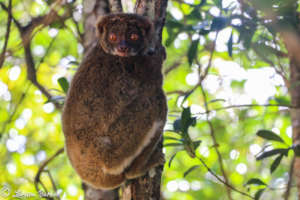 Southern Woolly Lemur