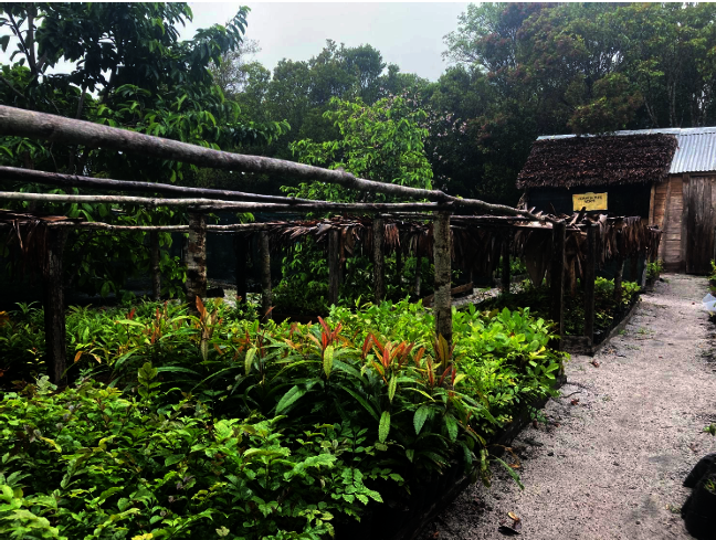Mature seedlings being sun hardened for transplant