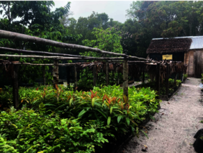 Mature seedlings being sun hardened for transplant
