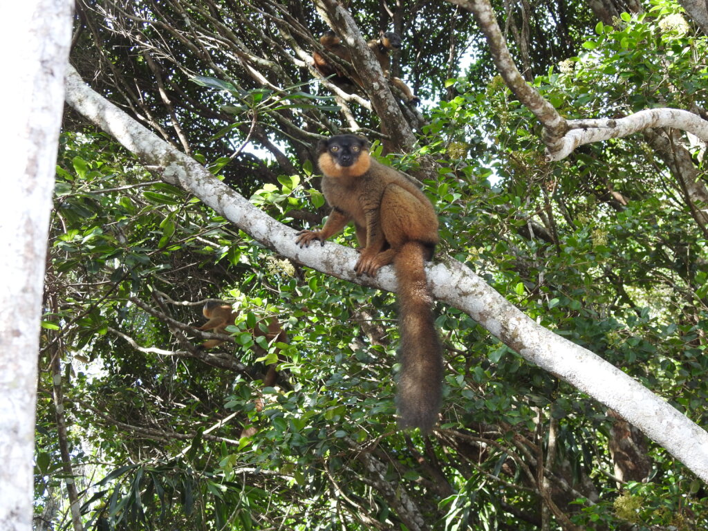 Protecting Threatened Lemur Habitat in Madagascar