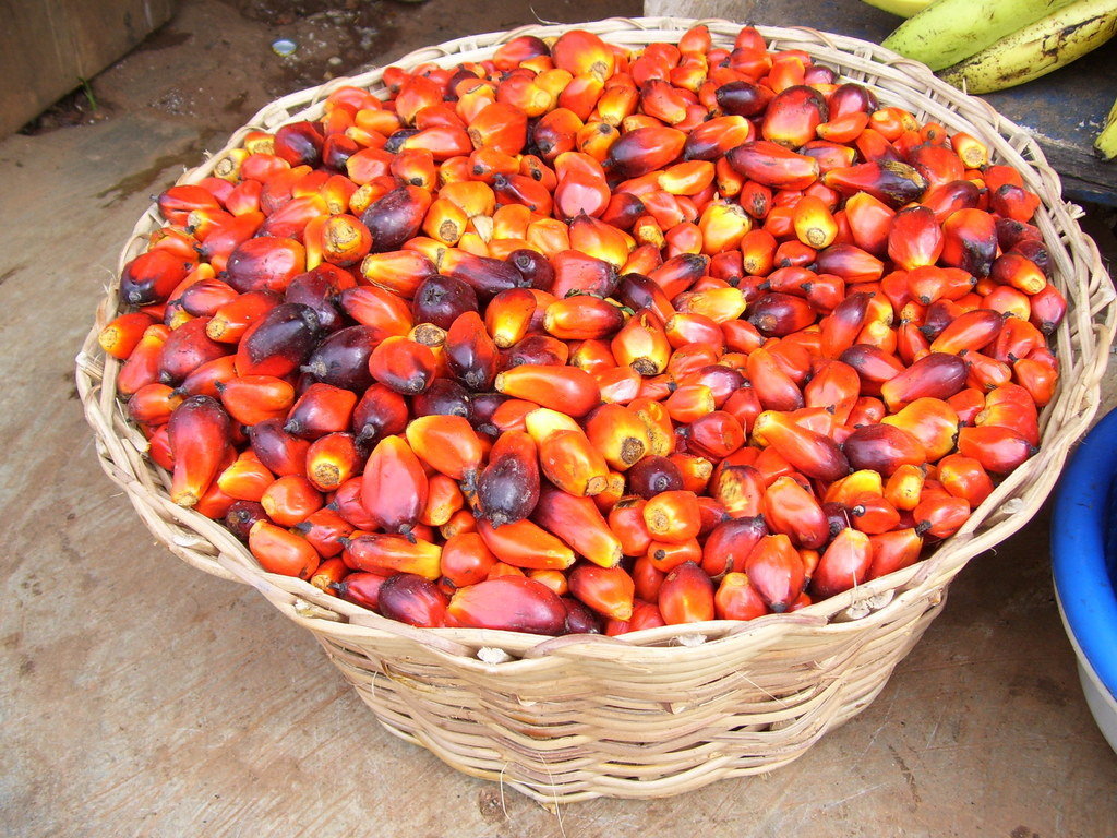 Bicycles, 495 Cocoa Farmers' School Children in Gh