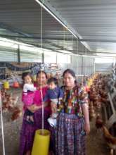 Chickens, eggs, ideas