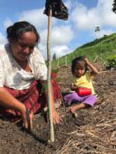 Sowing