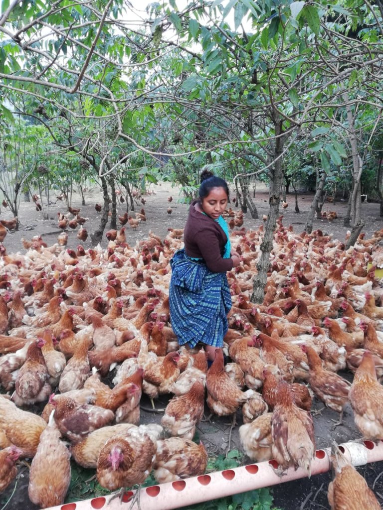 The chickens