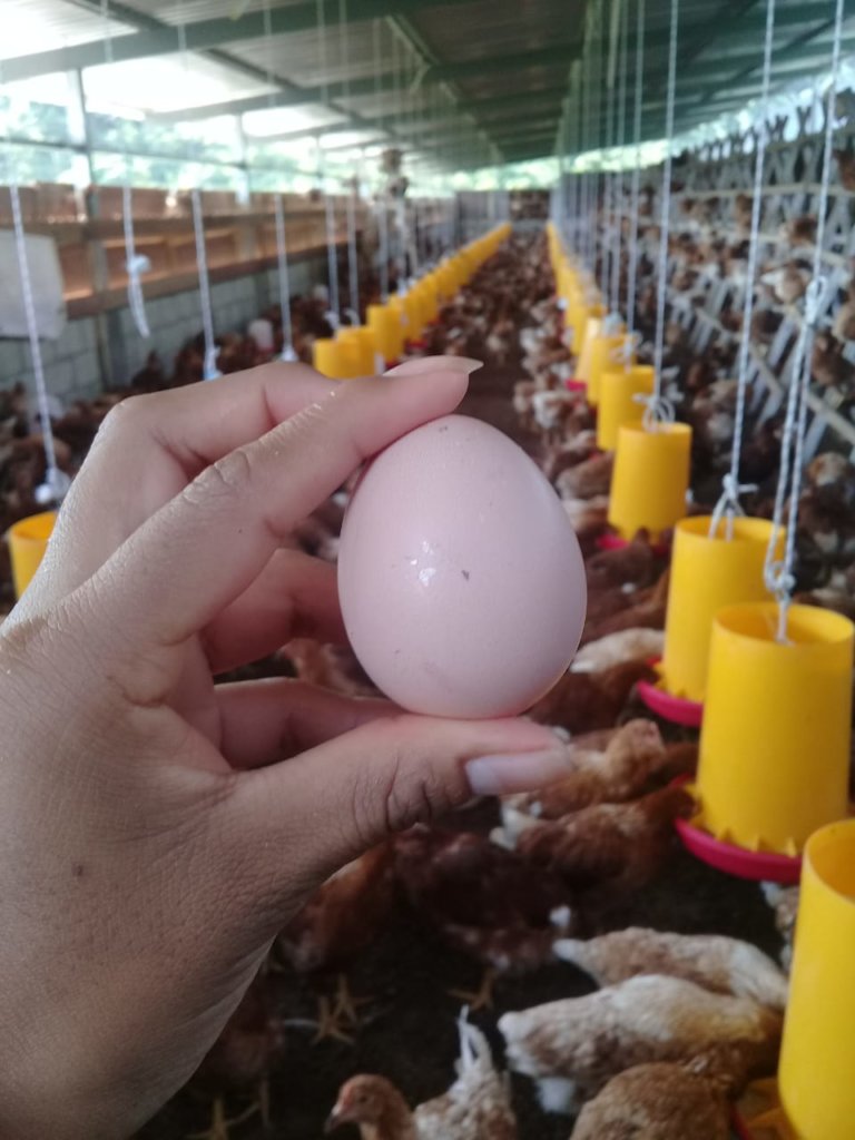 The eggs