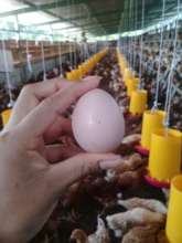 The eggs