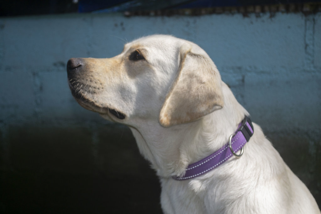 Animal Assisted Therapy for Children in Guatemala