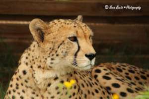 James, our cheetah