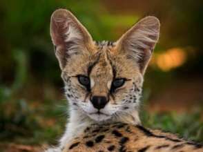 Lyra, our serval