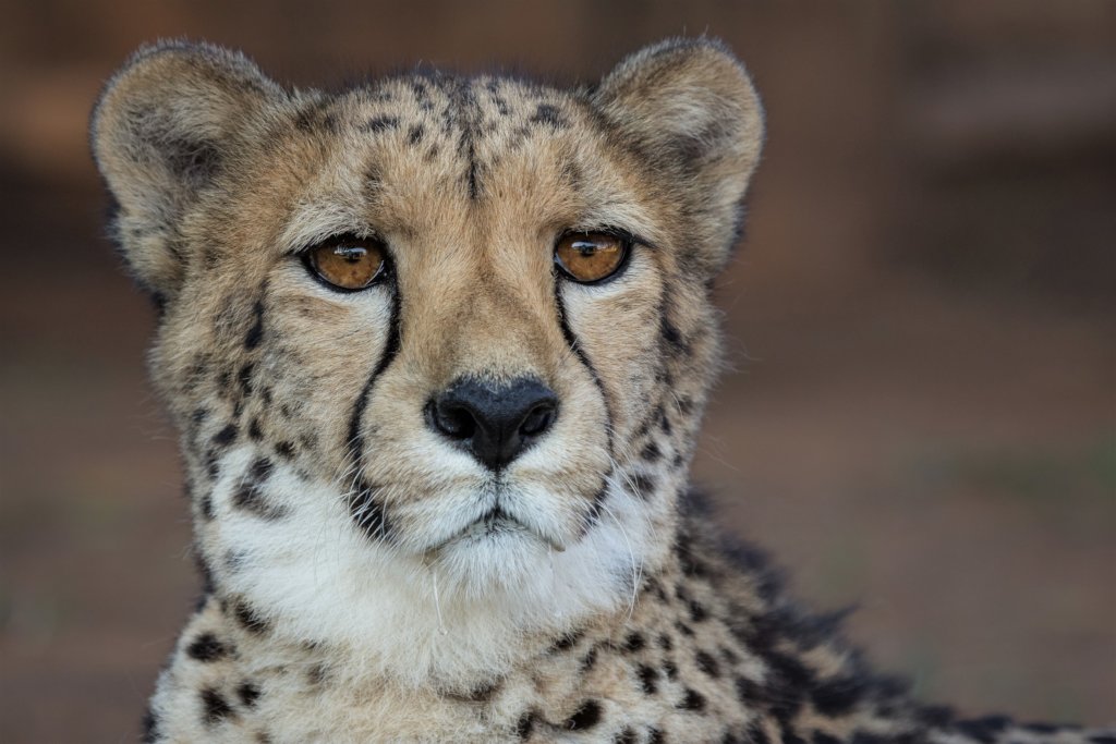 Help Cheetah Experience turn waste into compost!