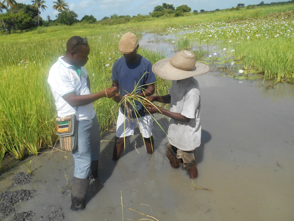 Mangrove Planting (Community / Students) of Barada