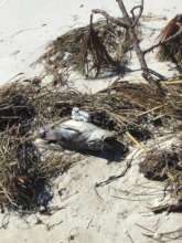 Beaches are literally littered with dead sea life
