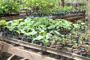 Gardening for improved incomes and food