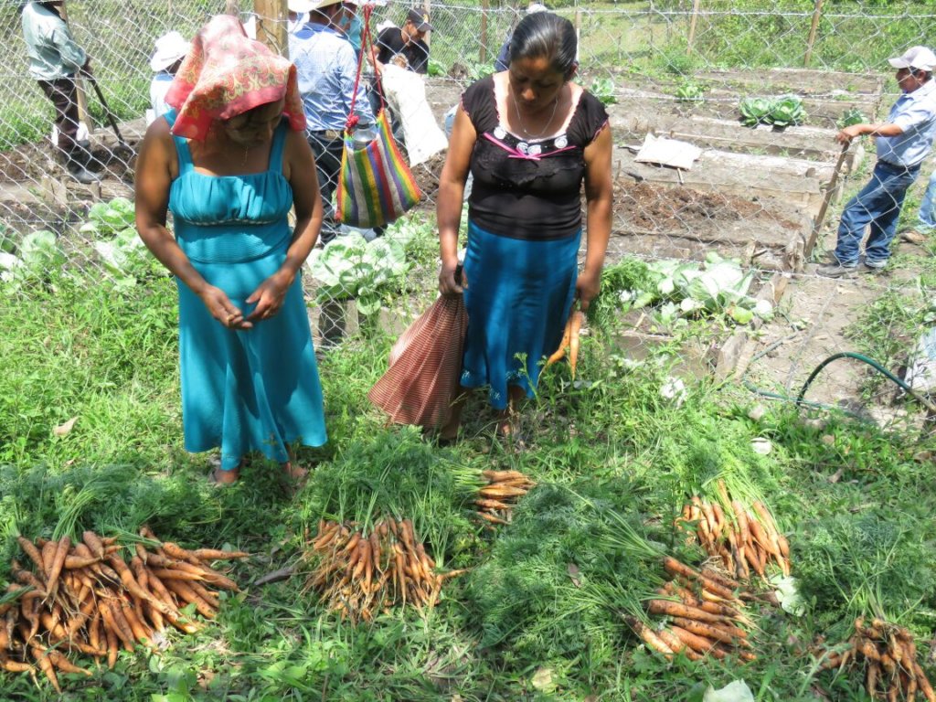 Help feed 168 tseltal children in Chiapas