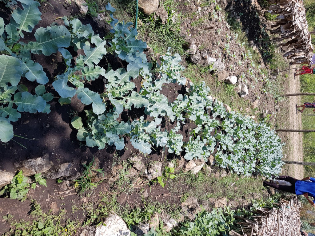 Help feed 168 tseltal children in Chiapas