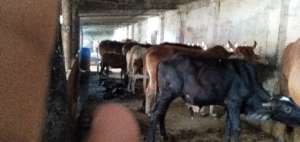 Cows