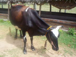 Welcome to cow for its high flavour for a child