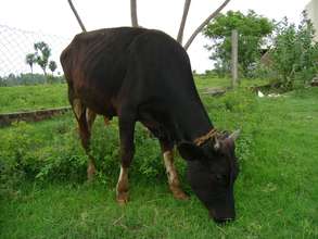 Welcome to cow-keep-up the balance of the nature.