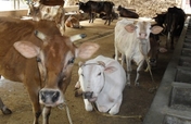 Save the cow and secure their future