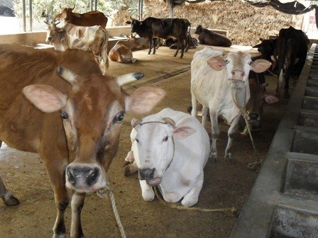 Save the cow and secure their future