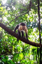 Corcovado is full of wildlife