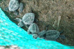 16,000 baby turtles released to the ocean