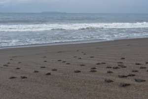 seaturtles on the way to the ocean