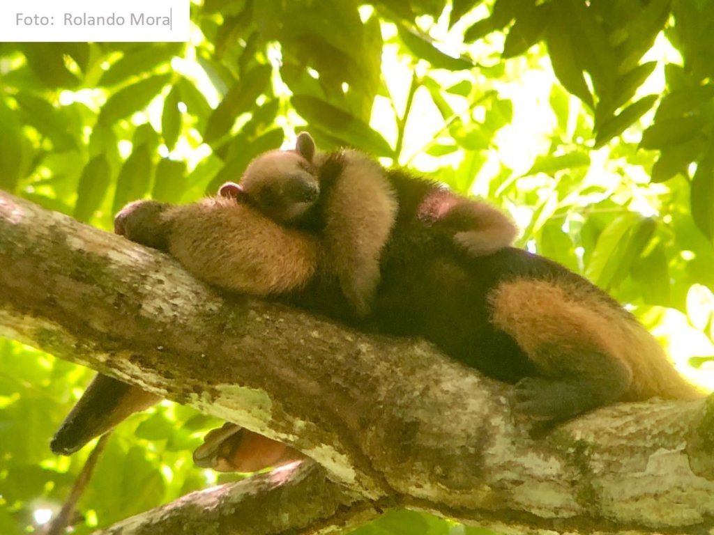 Corcovado National Park Rescue Project!