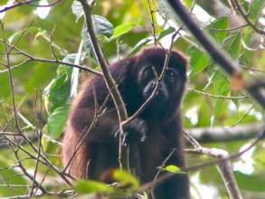 Howler monkey