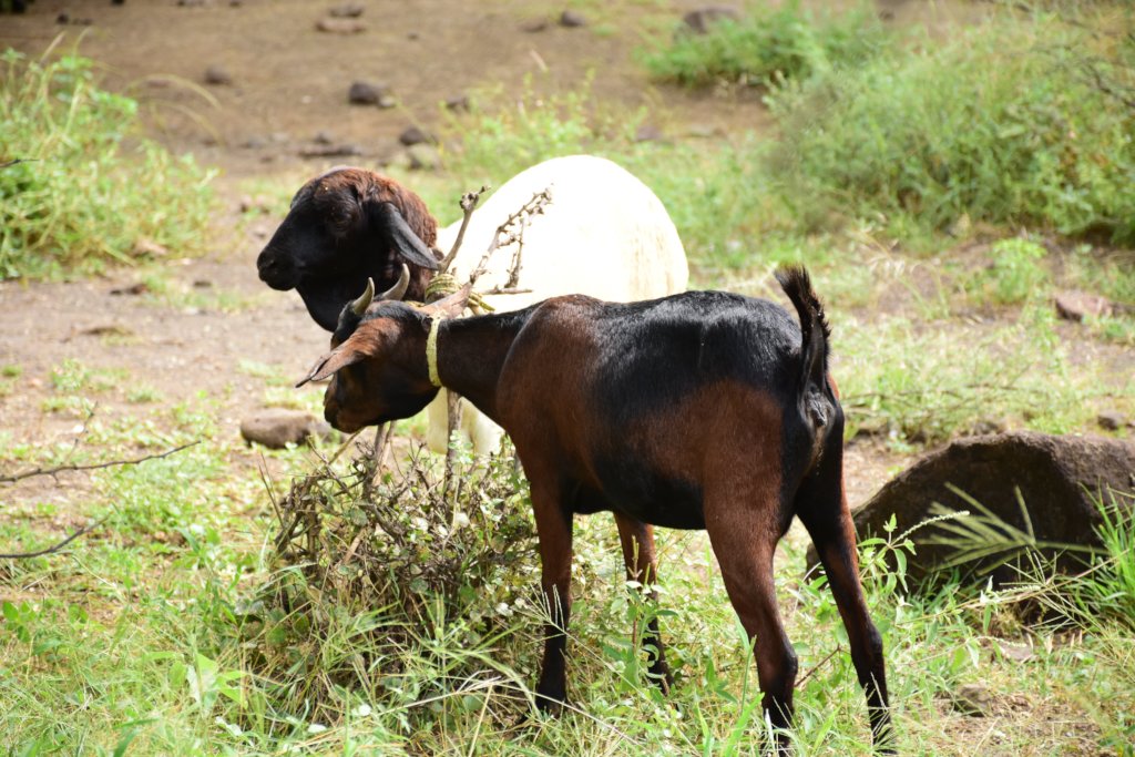 Donate an animal and help us transform a life