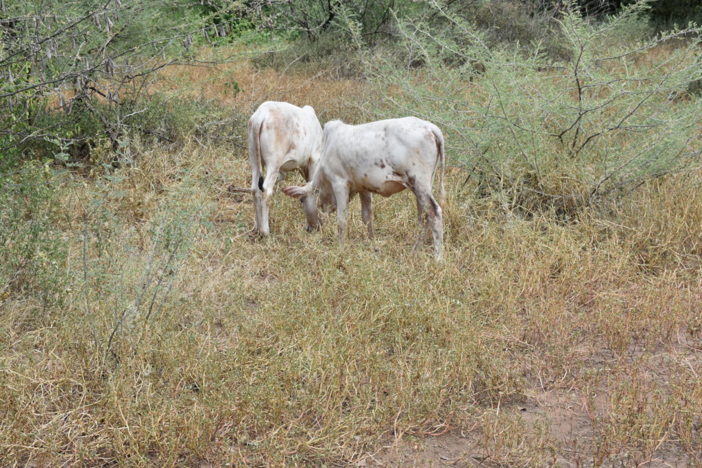 Adopt-A-Cow
