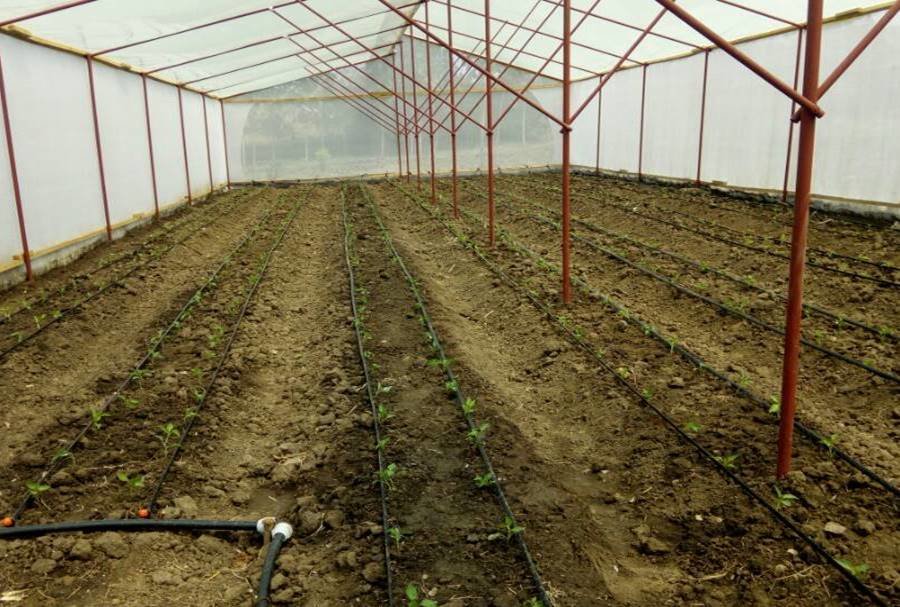 Greenhouse farming for 35 disabled young adults
