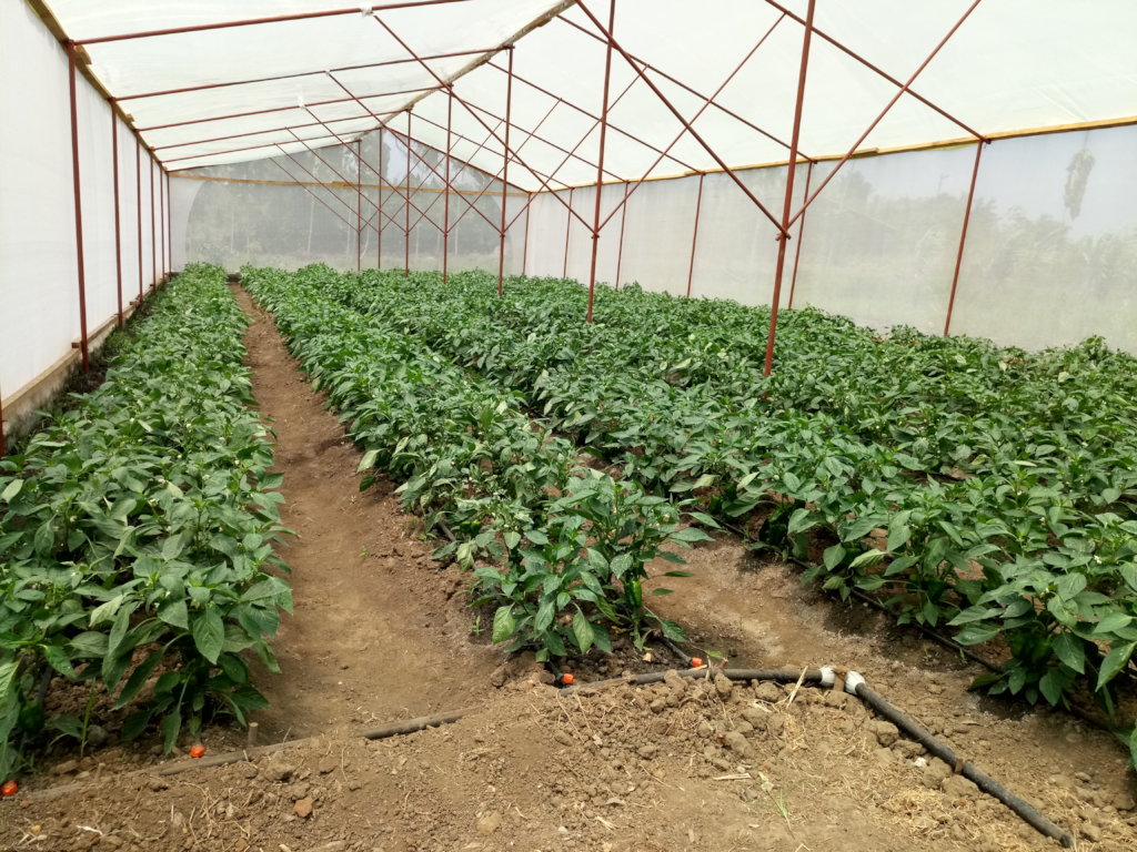 Greenhouse farming for 35 disabled young adults