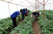 Greenhouse farming for 35 disabled young adults