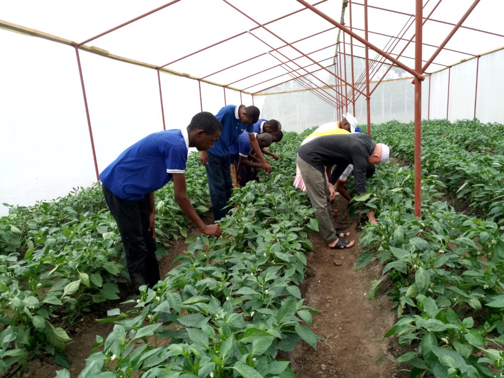 Greenhouse farming for 35 disabled young adults