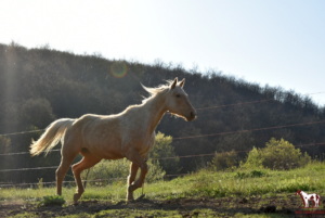 Fany, a quarter horse mare, enjoys the spring sun