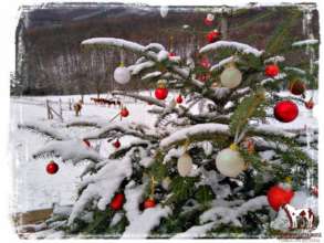 Our children decorated the Christmas tree!