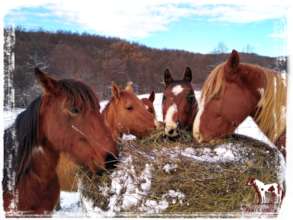 The horses are getting ready for the winter