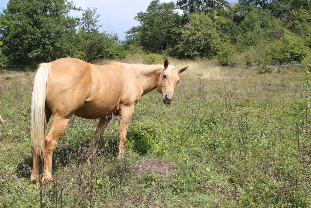 Fany - Quarter Horse Mare