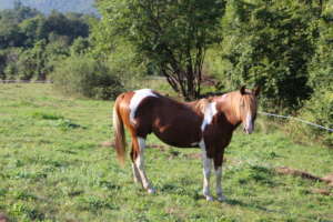 Hidalgo - Paint Horse Stallion