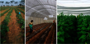 From open-land farming to Greenhouse farming