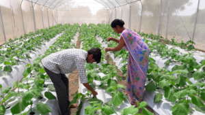 Food security for women farmers in rural India