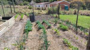 Our vegetable garden