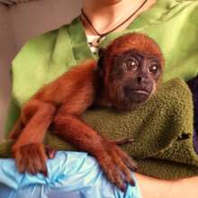 This baby howler monkey was rescued from wildfire