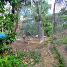 The 3 pumitas have 2 new management enclosures